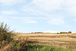 Blue-Rose-Walksbrandesburton-farmland