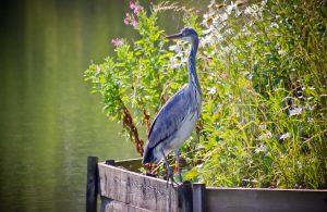 Fields-End-Water-Tranquil-Parks-Adults-Only-Holidays-Heron-by-Ben-14