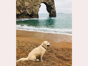 Dog on the beach at Durdle Door, Dorset